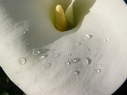 arum blanc 2